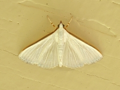 Diaphania costata