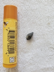 Ilyanassa trivittata