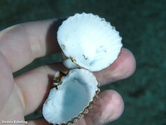 Acanthocardia tuberculata