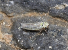 Macrosteles