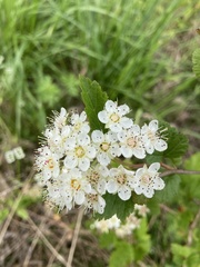 Physocarpus intermedius