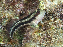 Parablennius pilicornis