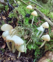 Hemimycena lactea