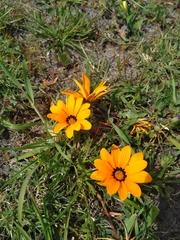 Gazania pectinata
