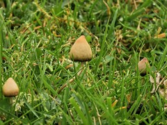 Psilocybe semilanceata