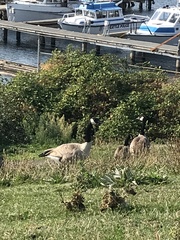 Branta canadensis