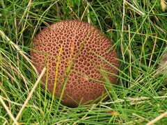 Lycoperdon nigrescens