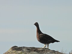 Lagopus lagopus scotica