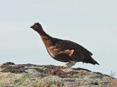 Lagopus lagopus scotica