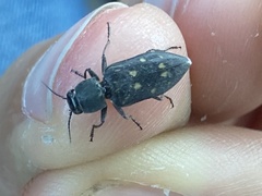 Melanophila consputa