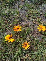 Gazania pectinata