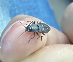 Melanophila consputa