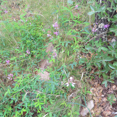 Desmodium batocaulon