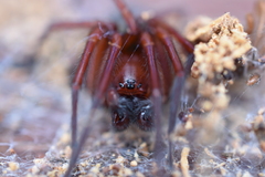 Callobius