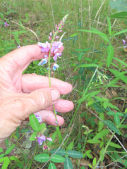 Desmodium batocaulon