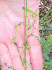 Desmodium batocaulon