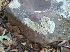 Flavoparmelia baltimorensis