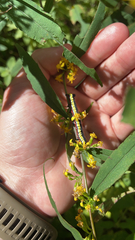 Cucullia convexipennis