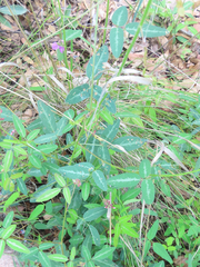 Desmodium batocaulon