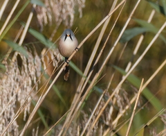 Panurus biarmicus