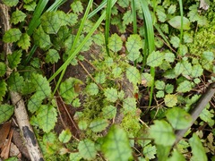 Rubus australis