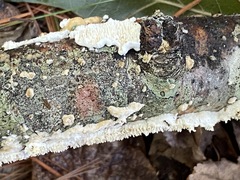 Basidioradulum radula