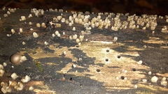 Helicogloea compressa