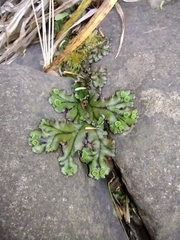 Marchantia polymorpha polymorpha