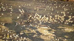 Helicogloea compressa