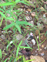 Desmodium rosei