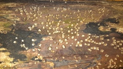 Helicogloea compressa