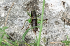 Eupholidoptera schmidti