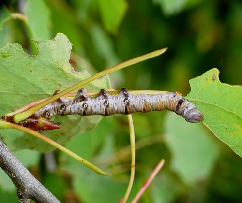 Swallow Prominent