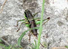 Eupholidoptera schmidti