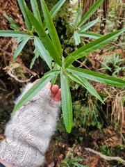 Melicytus lanceolatus