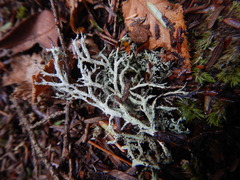Pseudevernia