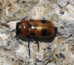Coptocephala scopolina