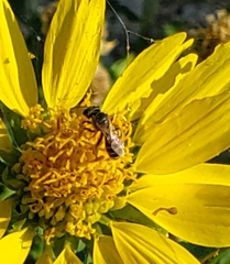 Halictus ligatus