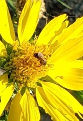 Halictus ligatus