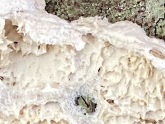 Basidioradulum radula