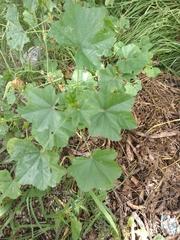 Malva