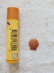 Argopecten irradians