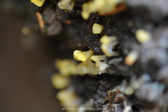 Calocera glossoides