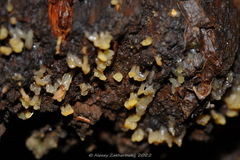 Calocera glossoides