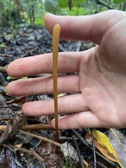 Macrotyphula fistulosa