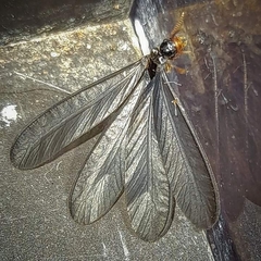 Odontotermes formosanus