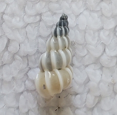 Epitonium humphreysii