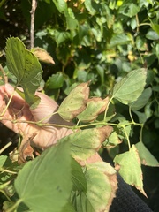 Ampelopsis cordata