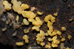 Calocera glossoides