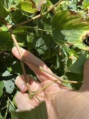 Ampelopsis cordata